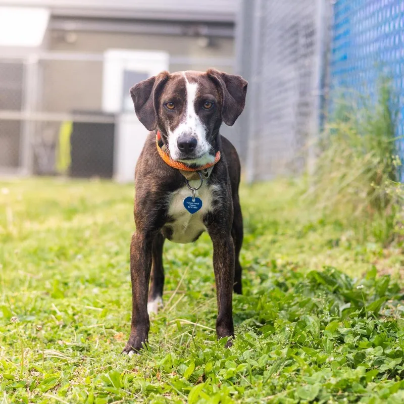 An adult medium-sized female Brindle Mountain Cur dog named Clara for adoption in Newark, DE