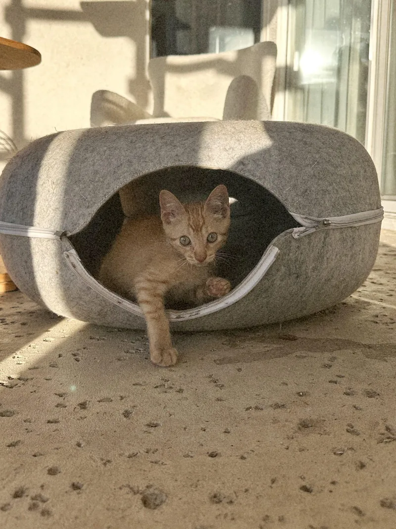 A baby small-sized male Tabby (Orange / Red) Domestic Short Hair cat named Winston for adoption in Coachella, CA