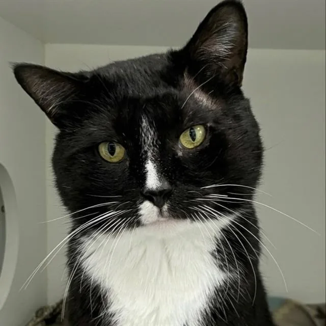 A young small-sized male Domestic Short Hair cat named Murdock for adoption in Centerville, MA