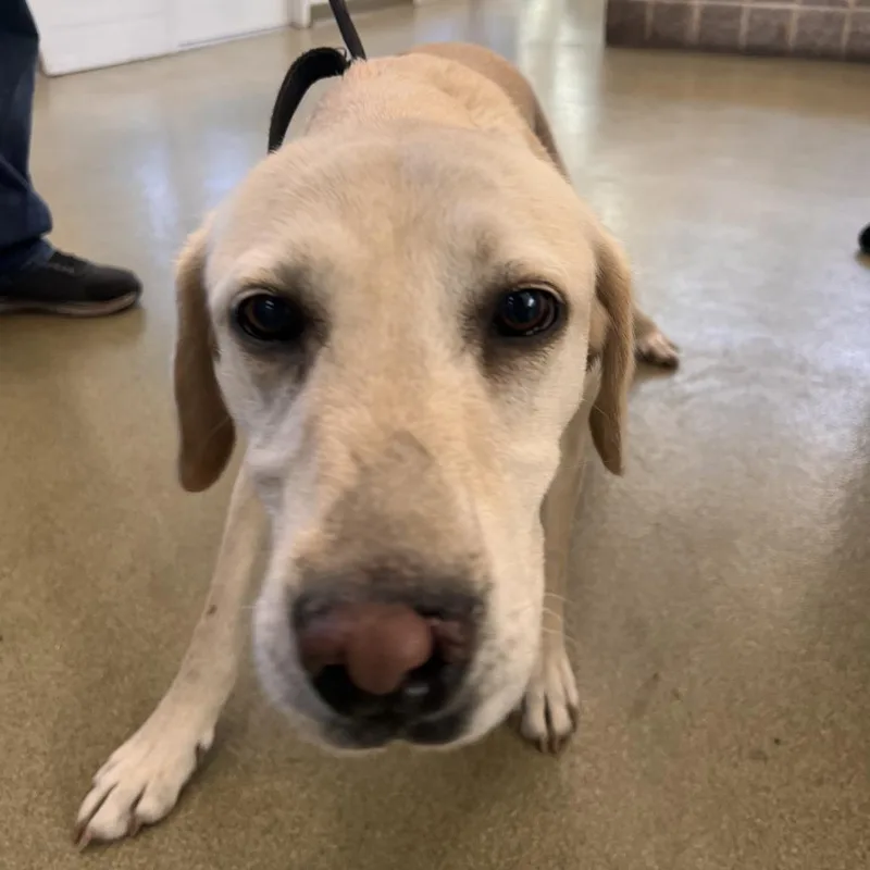A baby large-sized female White / Cream Yellow Labrador Retriever dog named 73044 for adoption in Harrisonburg, VA
