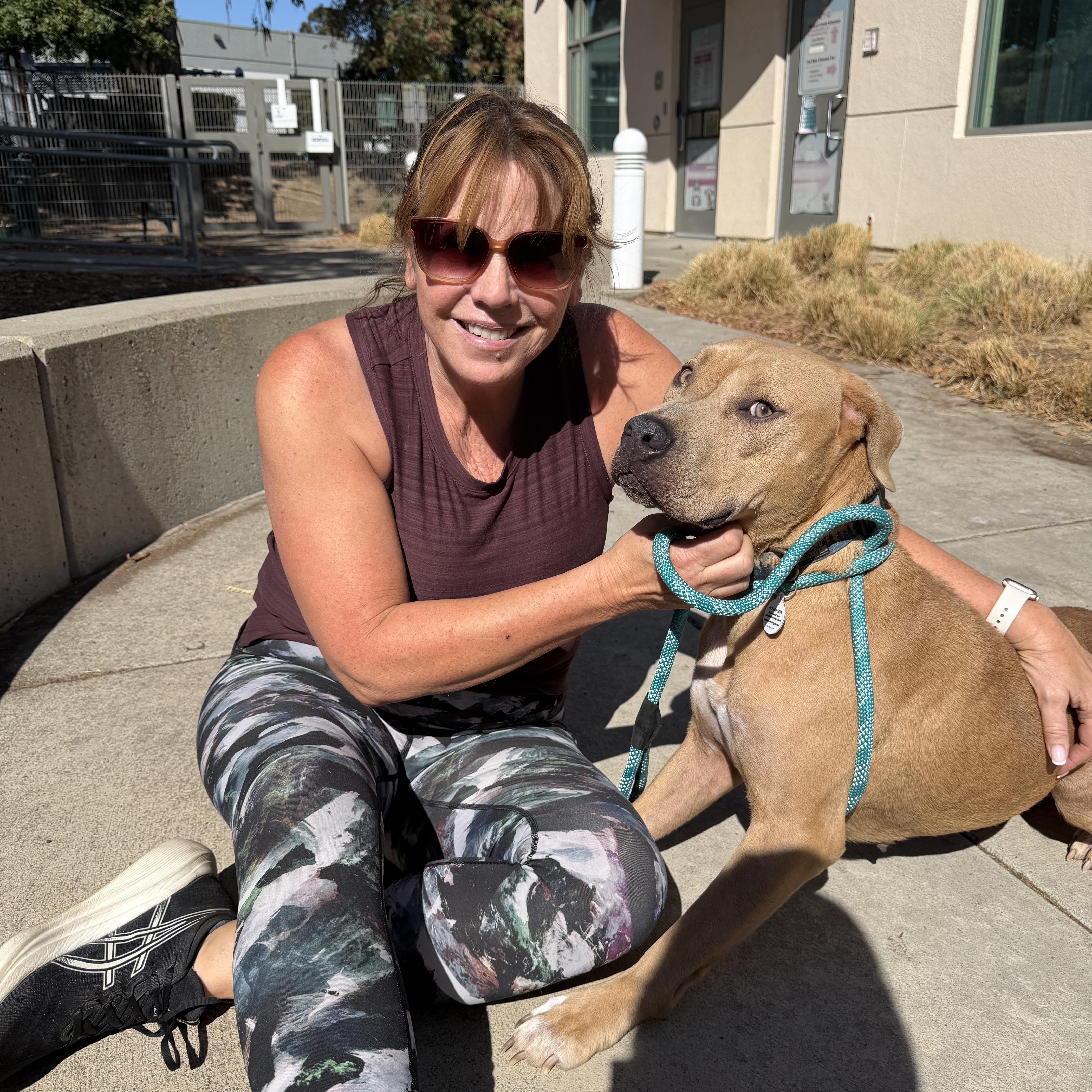 A young medium-sized female Yellow / Tan / Blond / Fawn Pit Bull Terrier dog named Lana for adoption in Lafayette, CA
