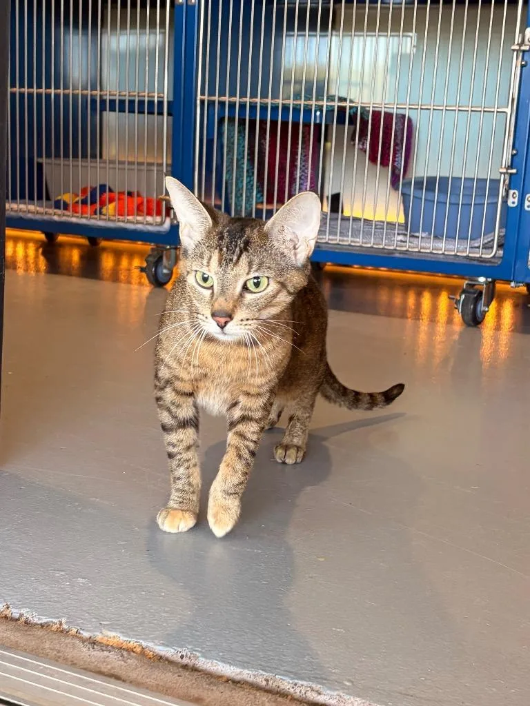 An adult medium-sized female Domestic Short Hair cat named Sienna for adoption in Ashland, WI