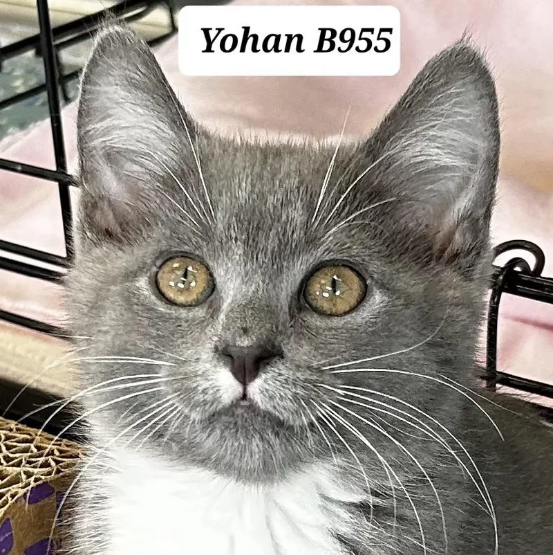 A baby medium-sized male Gray / Blue / Silver Domestic Short Hair cat named Yohan for adoption in Morganton, NC