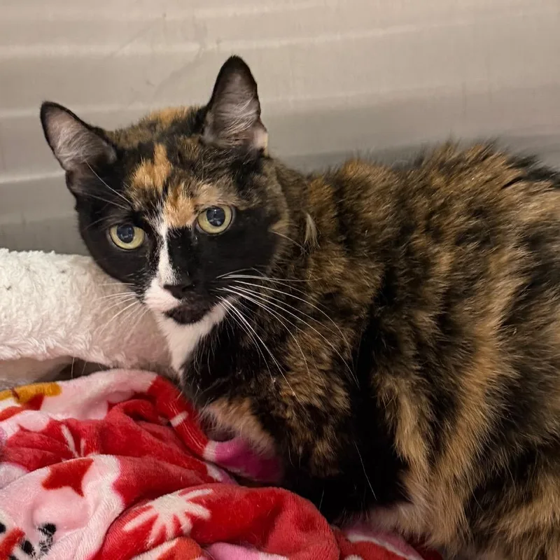 An adult large-sized female Calico Domestic Short Hair cat named Raspberry for adoption in East Smithfield , PA