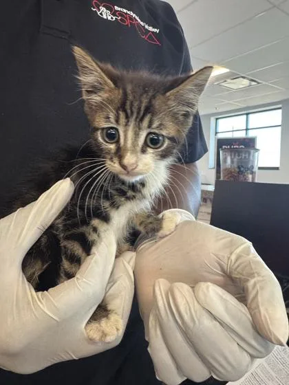 A baby small-sized male Domestic Short Hair cat named Harlow for adoption in West Chester, PA