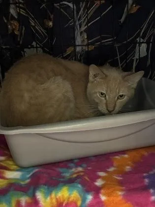 An adult medium-sized male Domestic Short Hair cat named King for adoption in Lafayette, IN