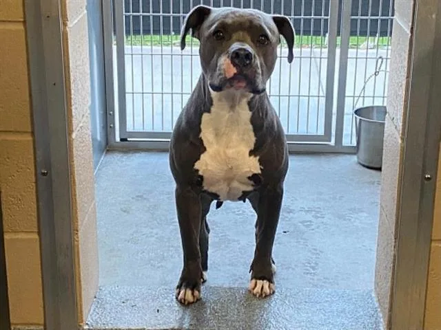 An adult large-sized female Pit Bull Terrier dog named Echo for adoption in Tustin, CA