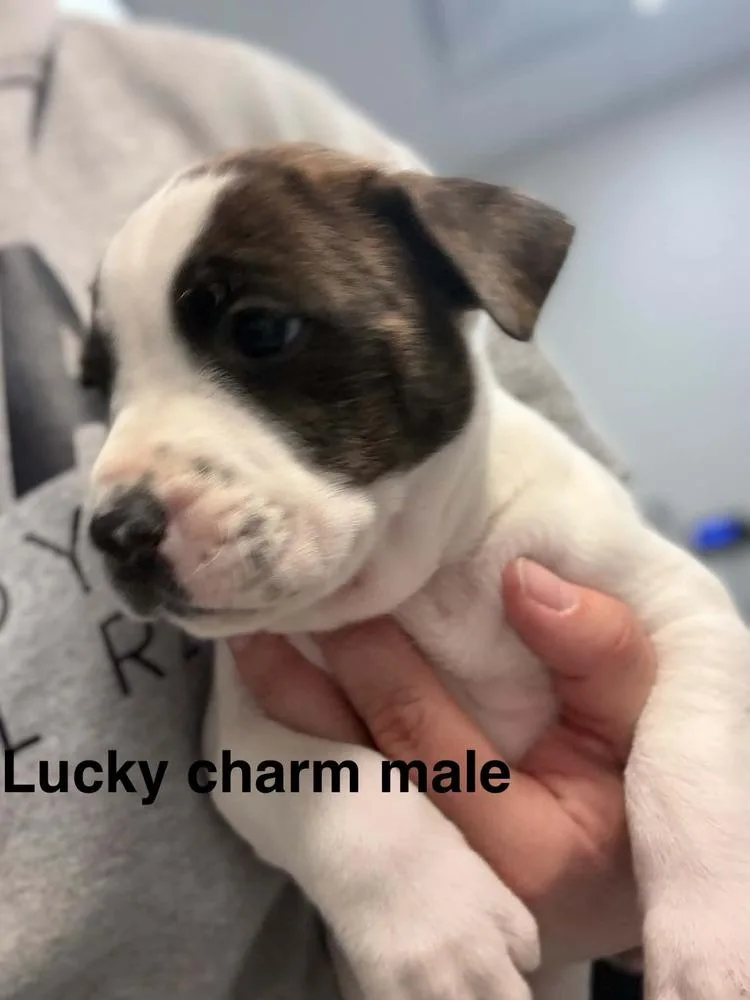 A baby medium-sized male Mixed Breed dog named Lucky Charm for adoption in Clinton Township, MI