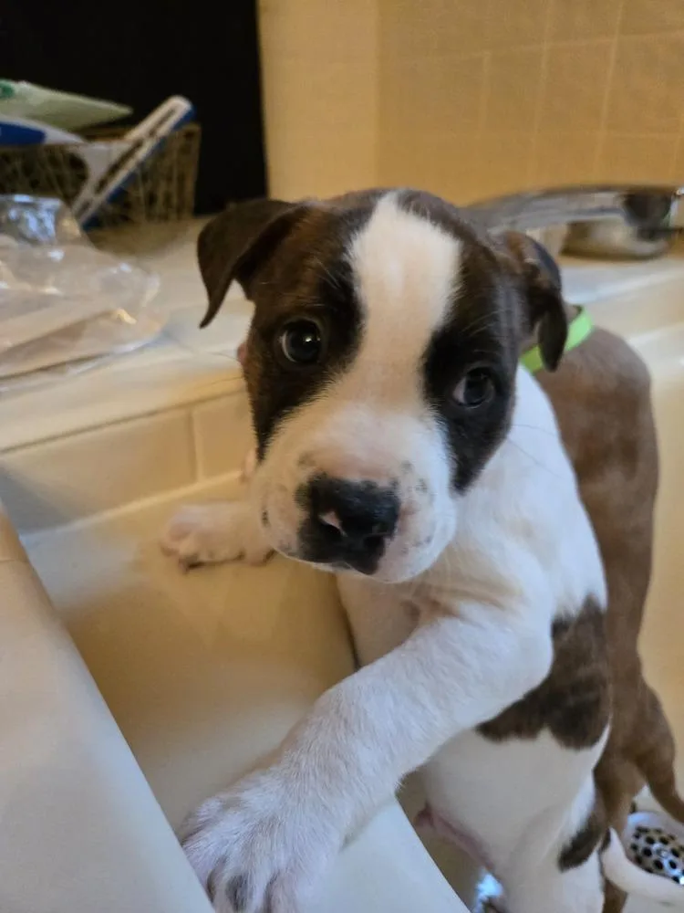 Lucky Charm thumbnail 4