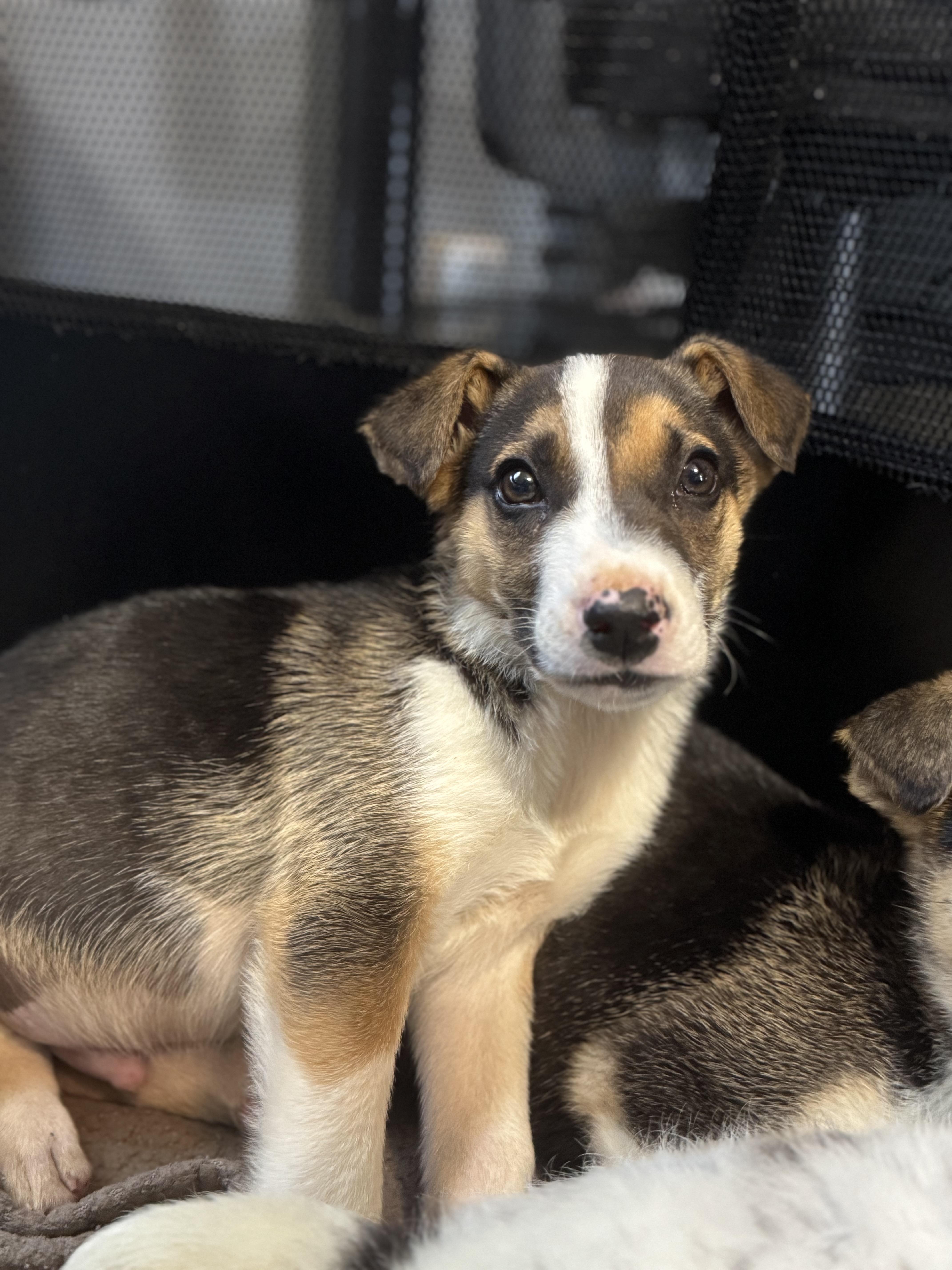 Snoop Dogg! Sweet Gentle thumbnail 2