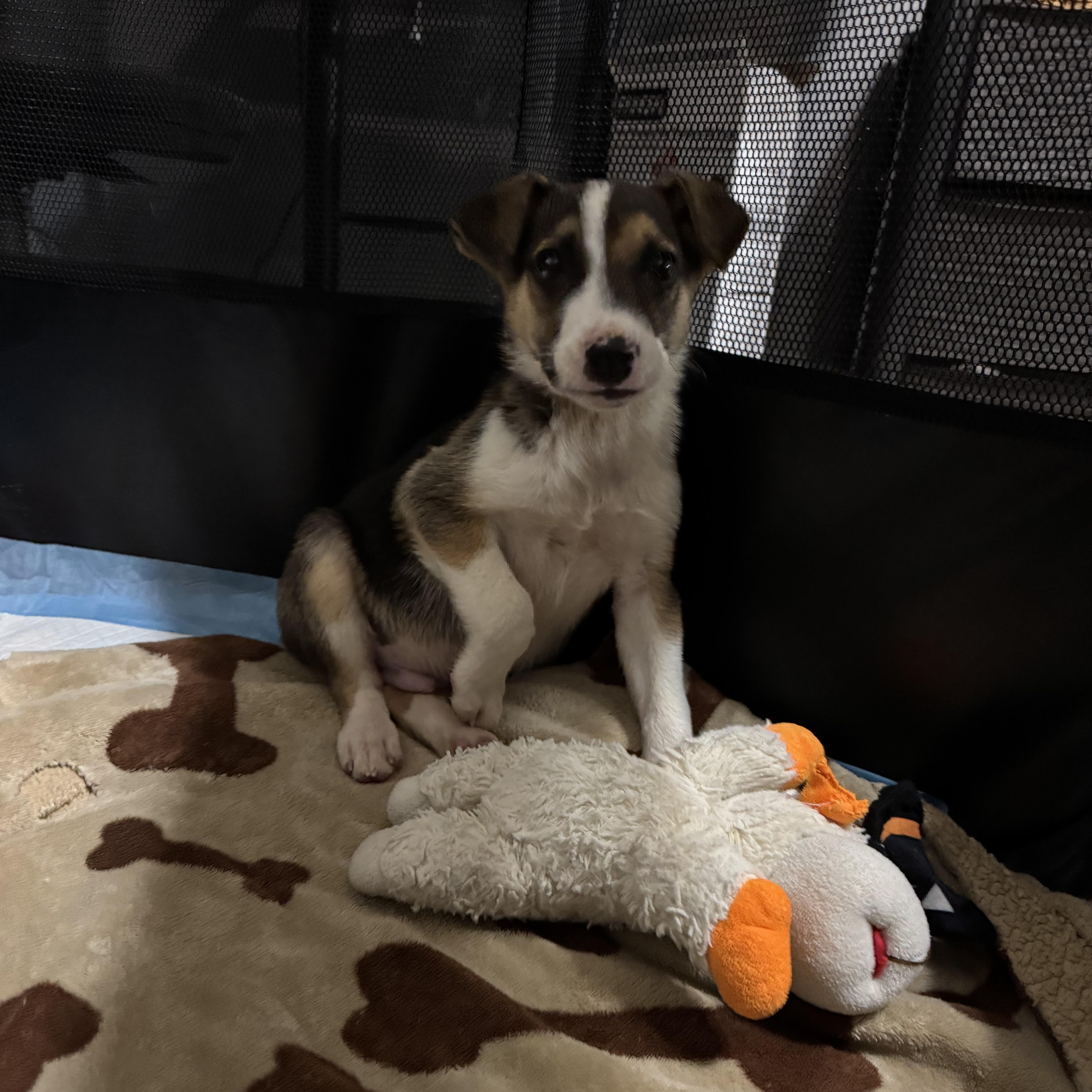 Snoop Dogg! Sweet Gentle thumbnail 3