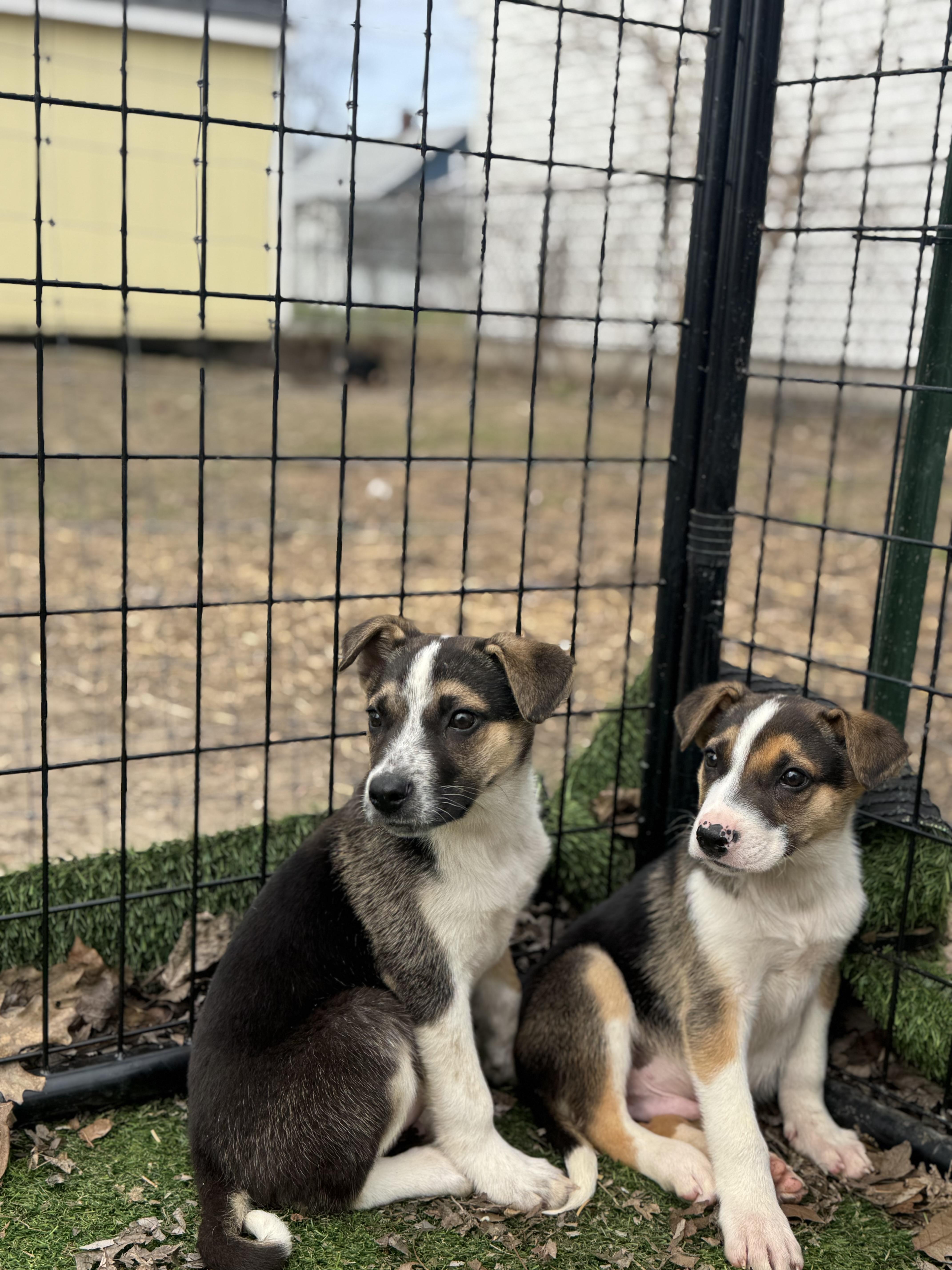 Snoop Dogg! Sweet Gentle thumbnail 4