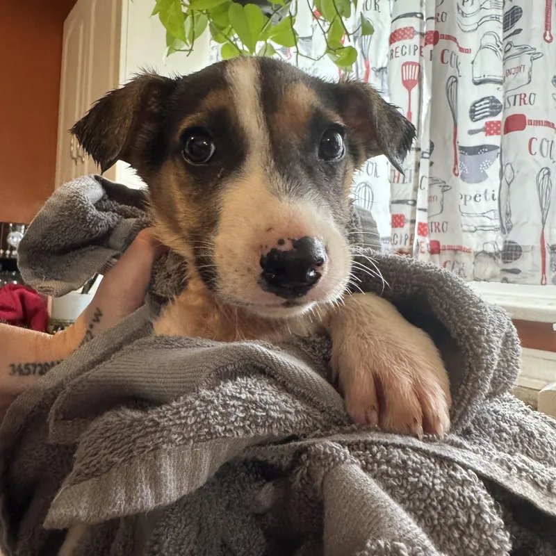 Snoop Dogg! Sweet Gentle