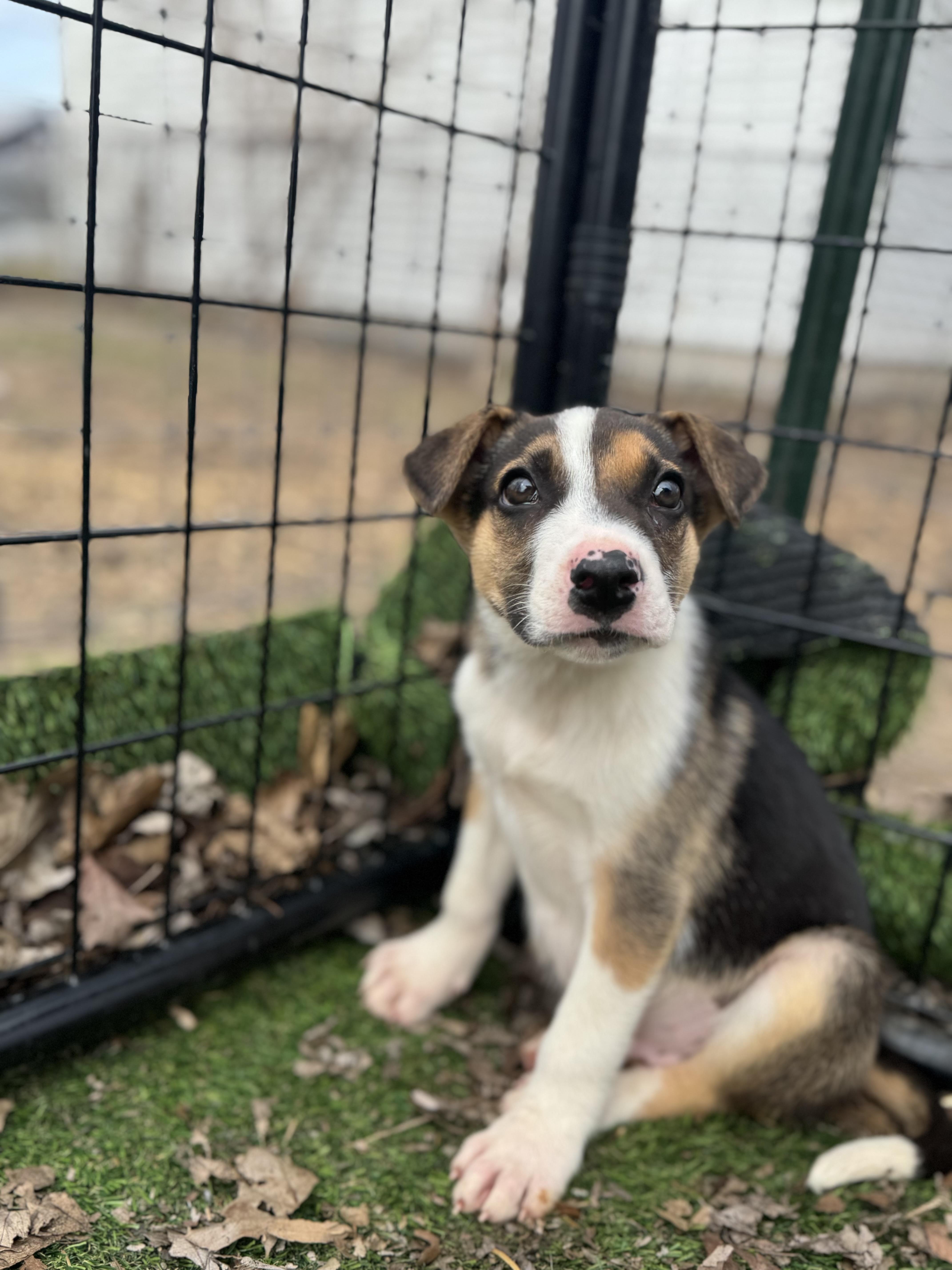 Snoop Dogg! Sweet Gentle thumbnail 5