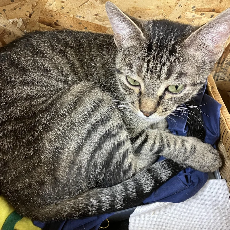 Orielle. thumbnail 2