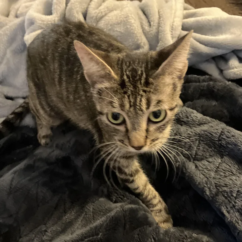 Orielle. thumbnail 4