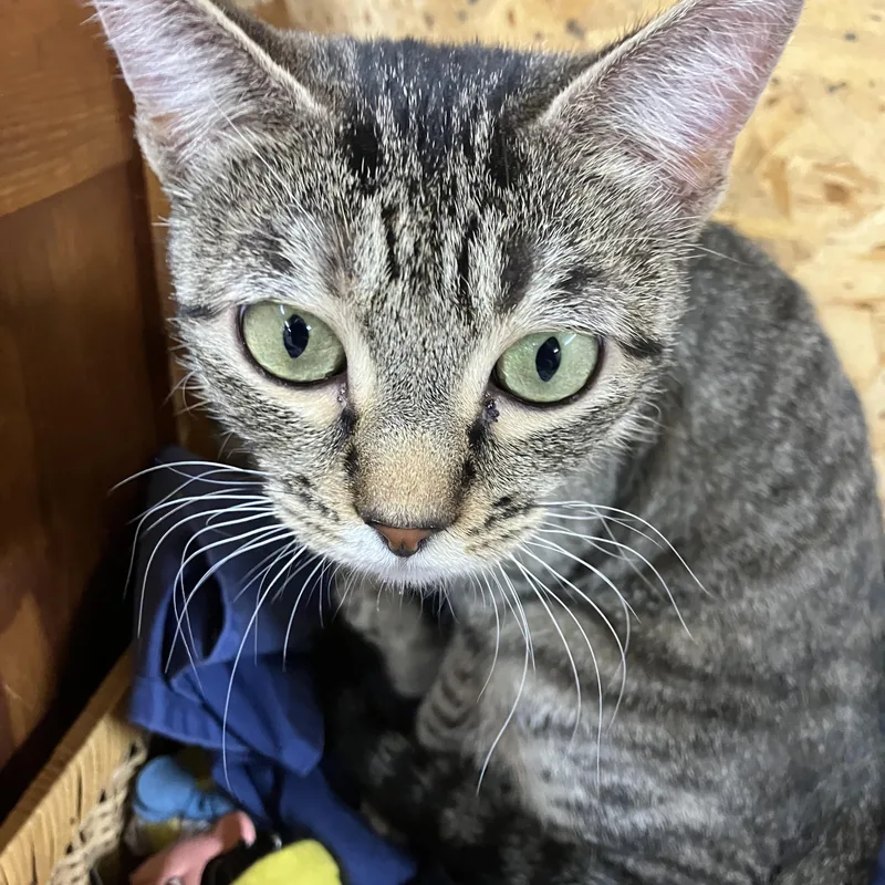 Orielle. thumbnail 6