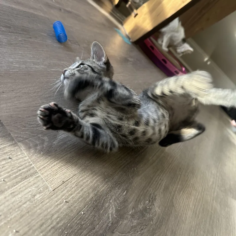 Tiggy