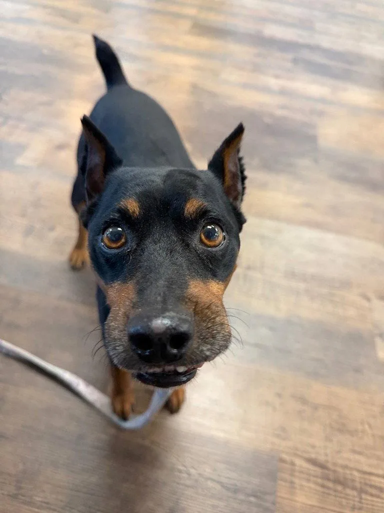 An adult small-sized male Miniature Pinscher dog named Kaleo for adoption in Ellijay, GA