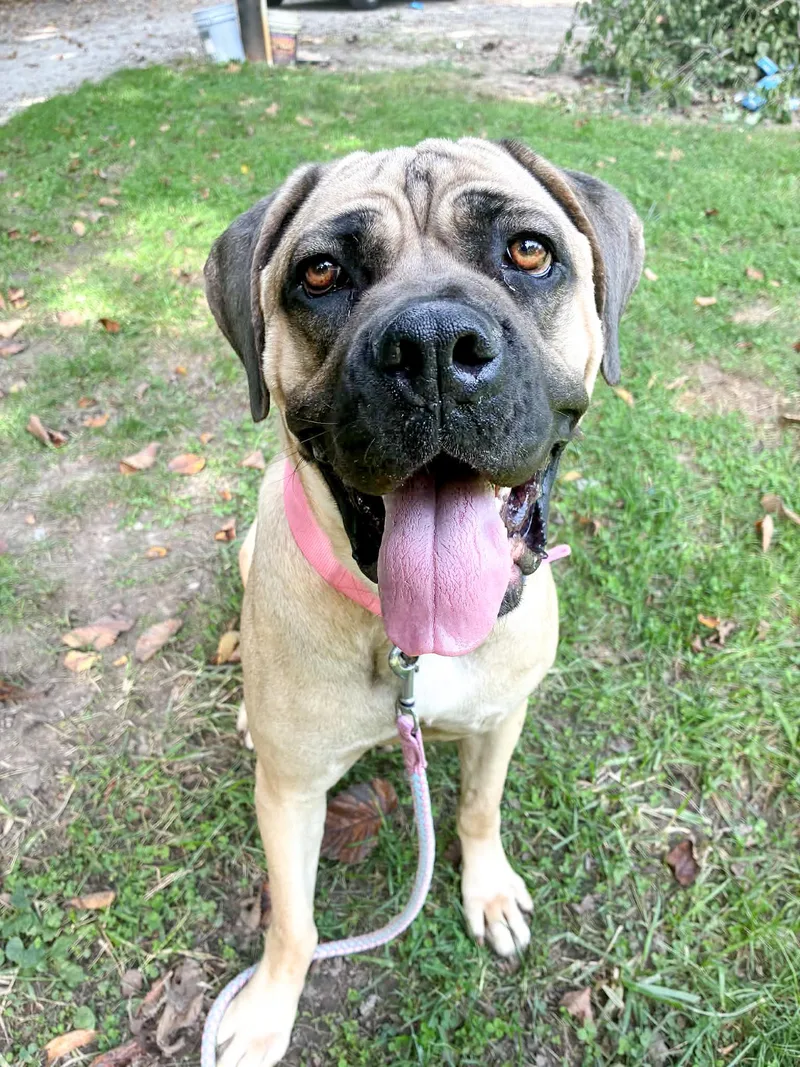 An adult large-sized female Mastiff dog named Pretzel for adoption in Muskego, WI