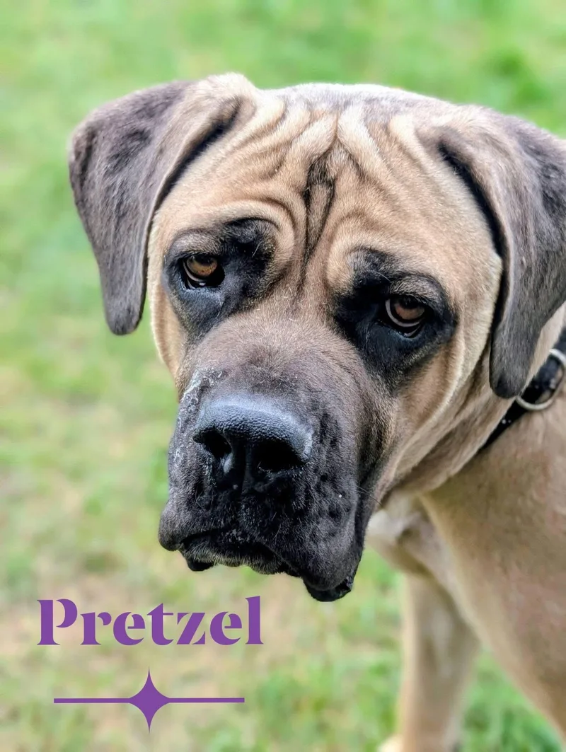 Pretzel thumbnail 2