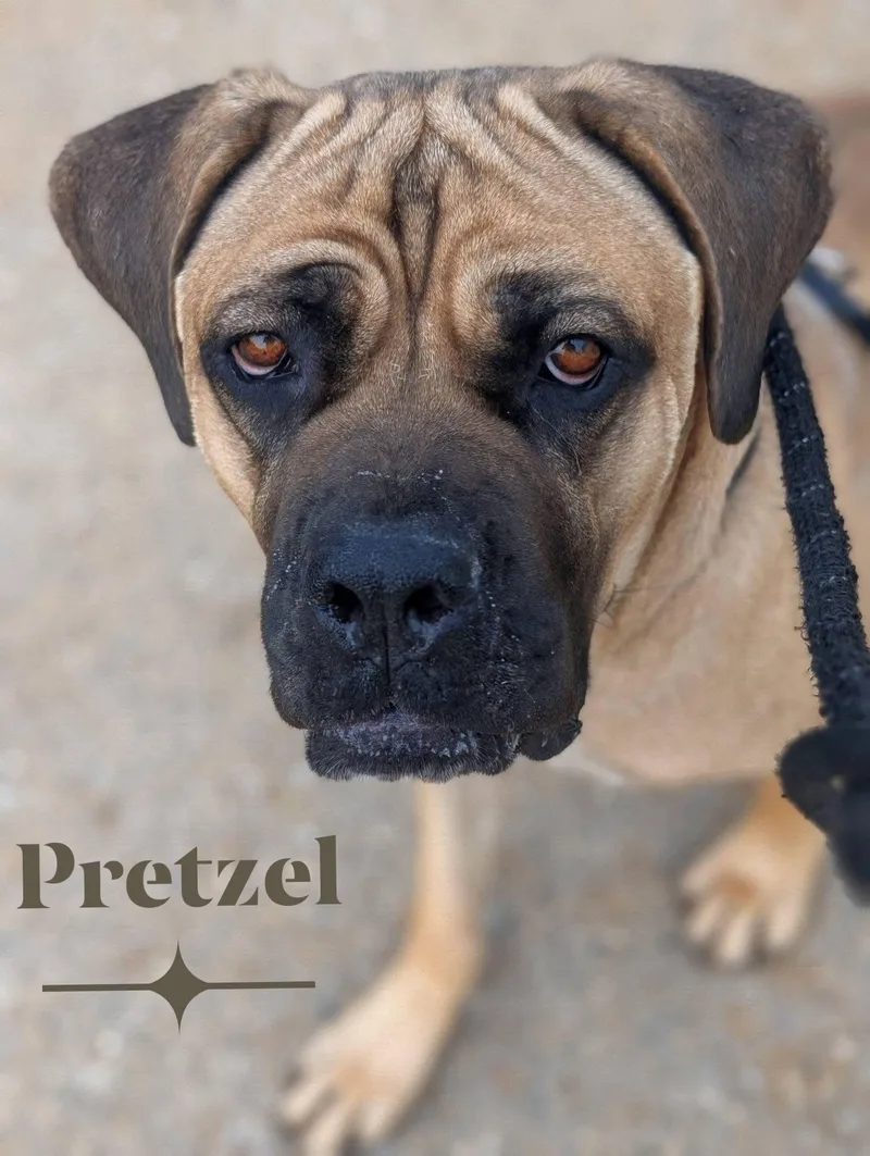 Pretzel thumbnail 4