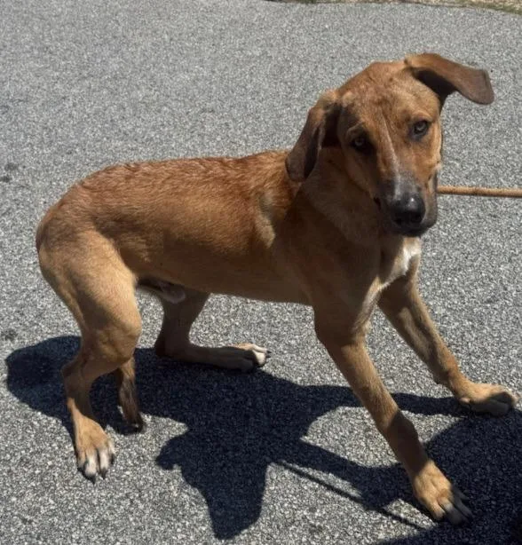 A young medium-sized male Catahoula Leopard Dog dog named Dippy for adoption in Swainsboro, GA