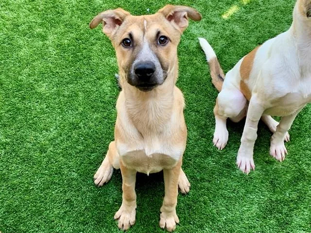 A young small-sized female Anatolian Shepherd dog named Tosha for adoption in Moreno Valley, CA