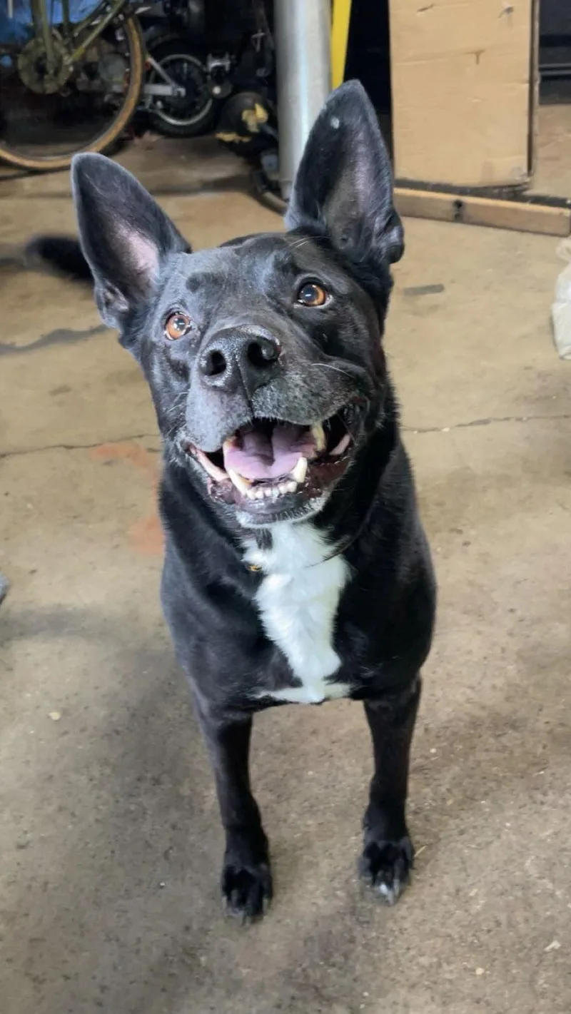 Ludwig  Np Litter thumbnail 3