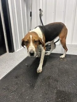 An adult medium-sized female Tricolor (Brown, Black, & White) English Coonhound dog named Cricket for adoption in bellefontaine, OH