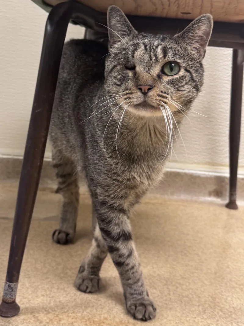 An adult small-sized male Domestic Short Hair cat named Leroy for adoption in Brick, NJ