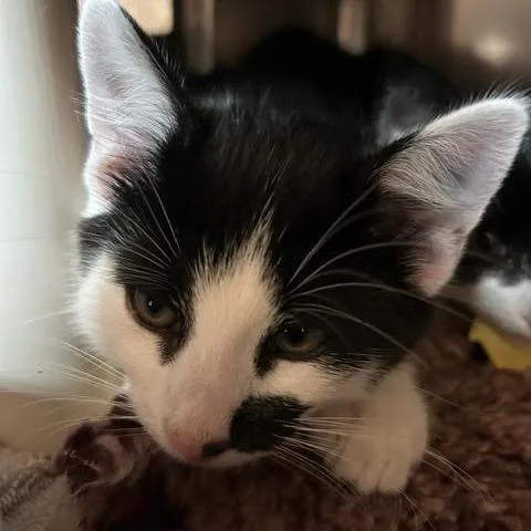 A baby small-sized male Domestic Short Hair cat named Ferb for adoption in Springfield, MA