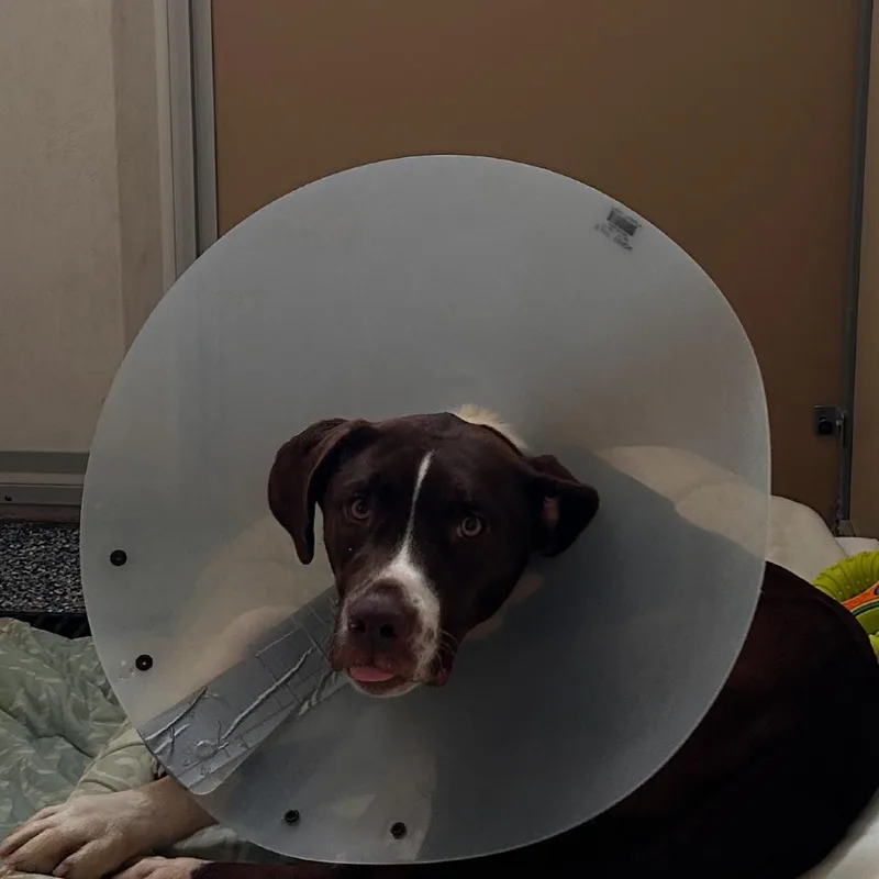 An adult medium-sized male Brown / Chocolate Labrador Retriever dog named Moose for adoption in Binghamton, NY
