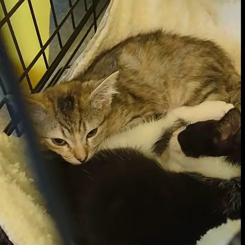 A baby medium-sized female Torbie Domestic Short Hair cat named Christina Aguilera for adoption in Logan, UT