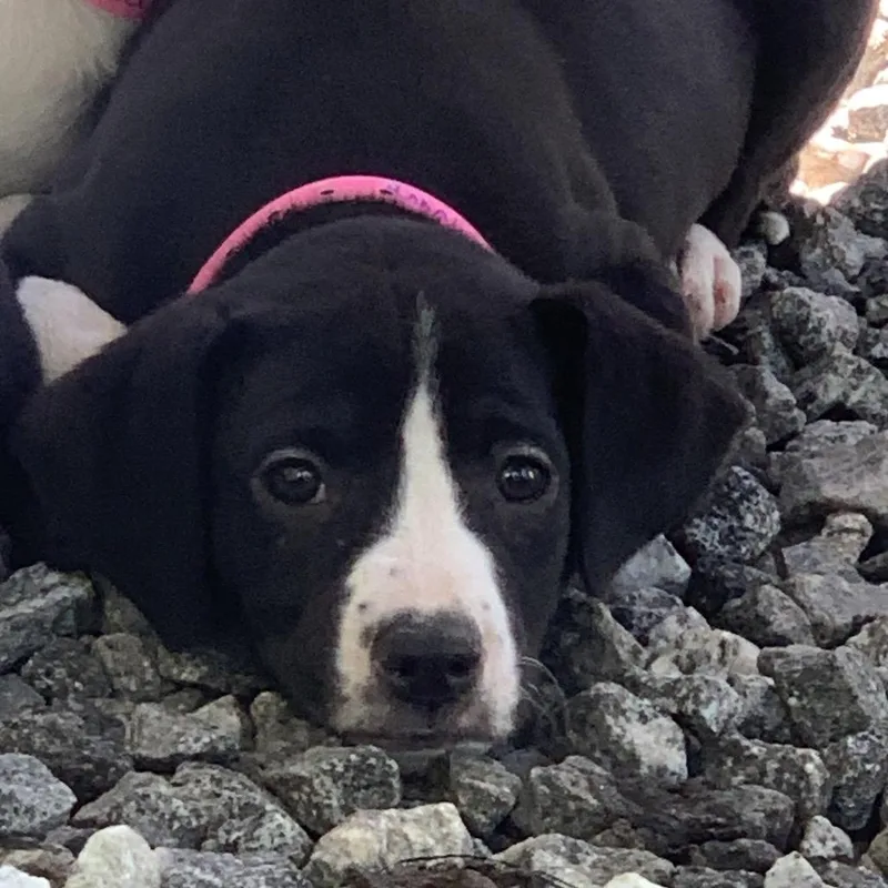 A baby small-sized female Black Mixed Breed dog named Churro for adoption in Franklin, NC