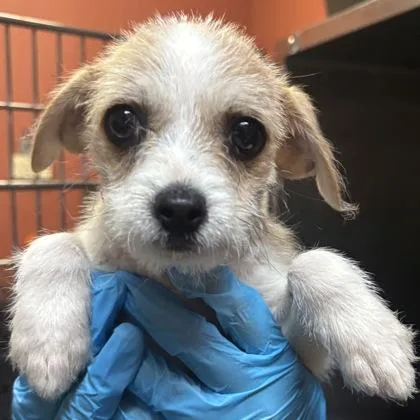 An adult small-sized female Parson Russell Terrier dog named Honey for adoption in Merriam, KS