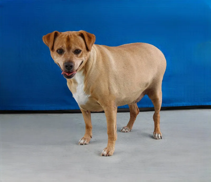 An adult large-sized male Retriever dog named Archie for adoption in Pasadena, CA