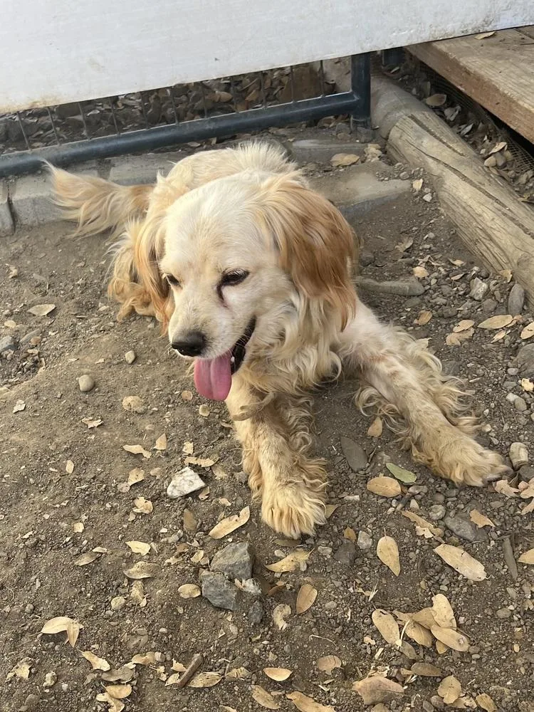A senior medium-sized male Cocker Spaniel dog named Cosmo for adoption in Jamestown, CA