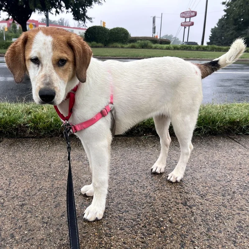 A baby medium-sized male Brown / Chocolate Hound dog named Huckleberry for adoption in Falls Church, VA