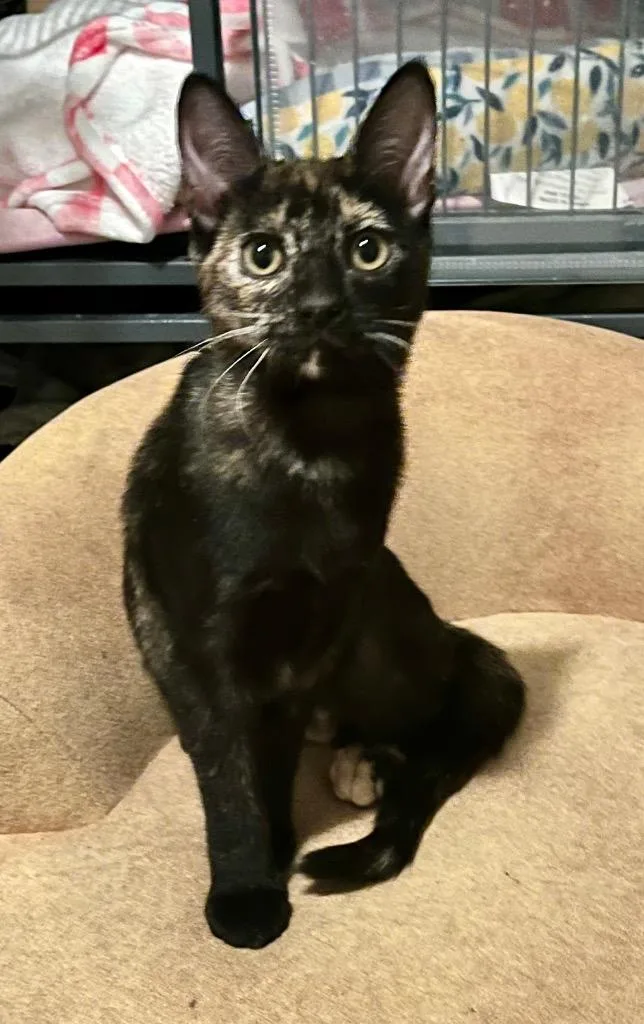 A baby medium-sized female Domestic Short Hair cat named Cc for adoption in Grovetown, GA