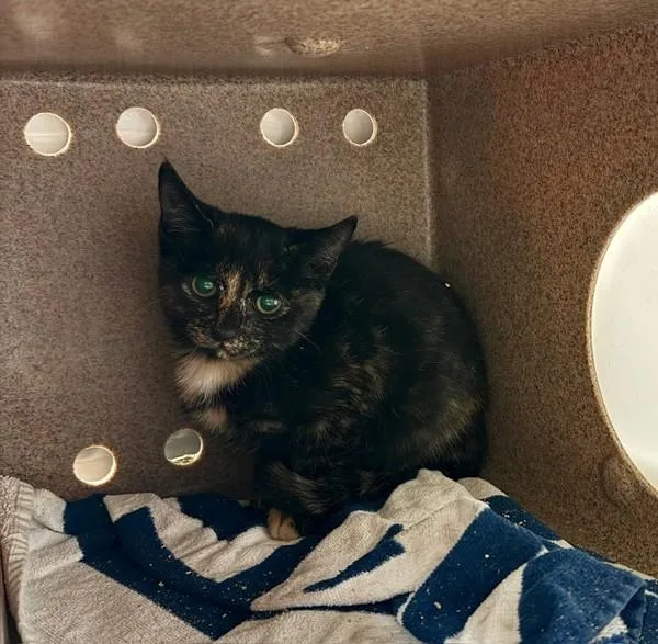 A baby small-sized female Domestic Short Hair cat named Kaijinbo for adoption in Austin, TX