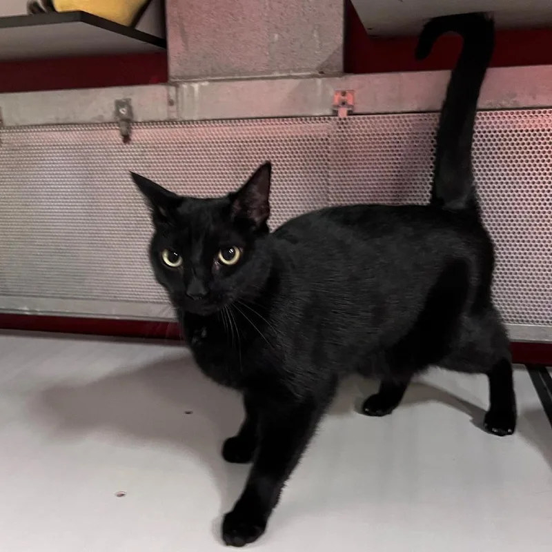 An adult large-sized male Black Domestic Short Hair cat named Iago for adoption in Sarasota, FL