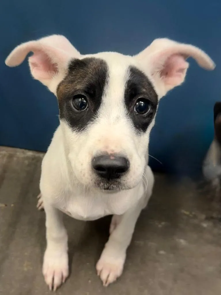 A baby small-sized female Mixed Breed dog named Milkshake for adoption in Henderson, NC