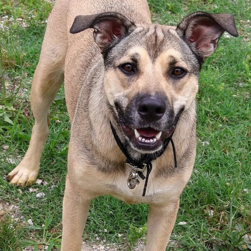 A young large-sized female Shepherd dog named Alexa for adoption in Hollister, MO