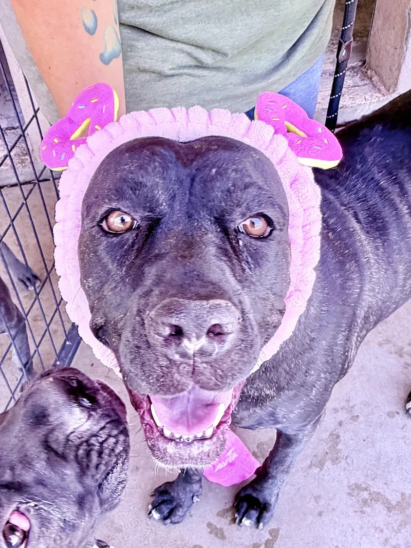 A young large-sized female Cane Corso dog named Sarah Anne for adoption in Glendale, AZ
