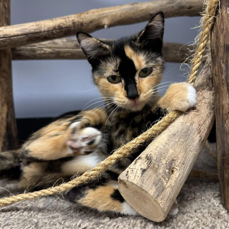An adult medium-sized female Domestic Short Hair cat named Emily for adoption in Hanover Park, IL