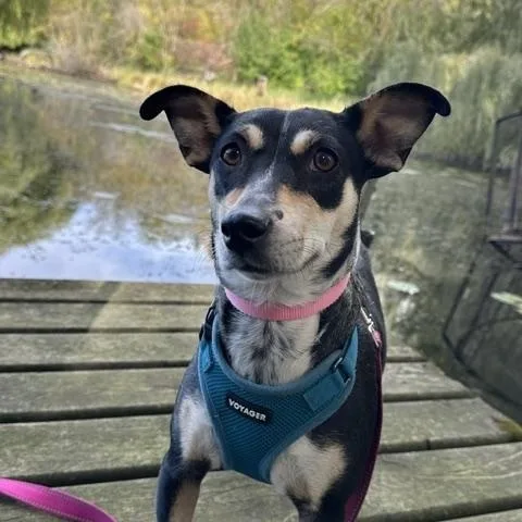 A young small-sized female Rat Terrier dog named Juniper for adoption in Lakeville, MN