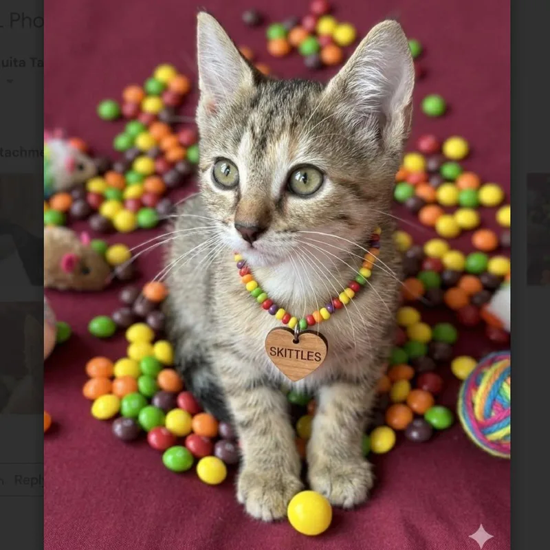 A baby small-sized female Gray / Blue / Silver Domestic Short Hair cat named Skittles for adoption in League City, TX