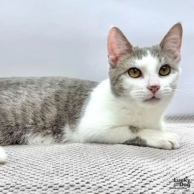 Hocus Pocus thumbnail 3