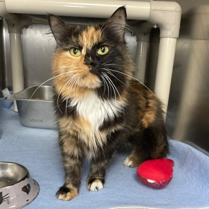 An adult medium-sized female Domestic Long Hair cat named Matilda for adoption in Roanoke, VA